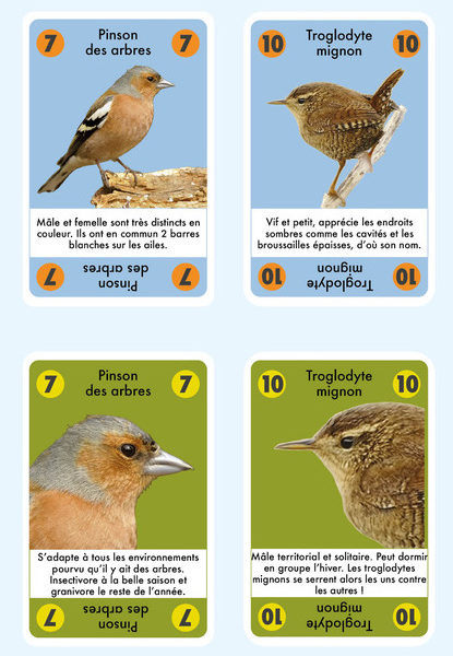 Carrément Jeu ET TOC Oiseaux des forêtsJeu de cartes