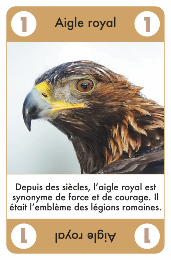 ET TOC !<br>Rapaces<br>Jeu de cartes – Image 3