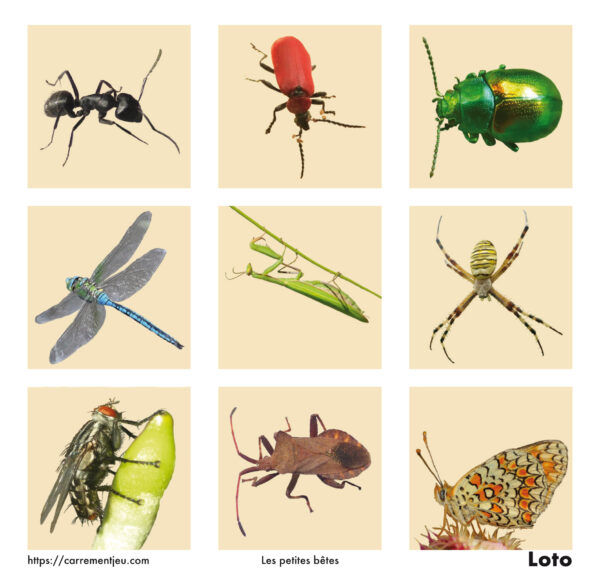 MEMOLO<br>Petites bêtes<br>24 magnets – Image 3